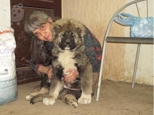 Kennel "Dushman" sale male Caucasian Shepherd